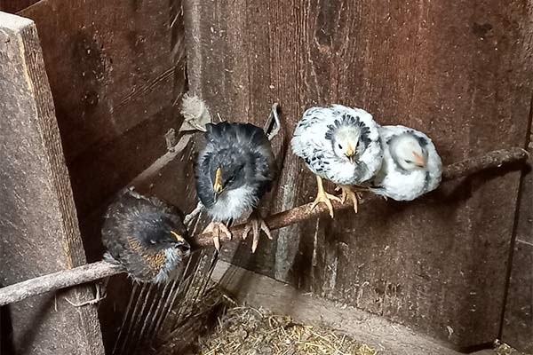 Hühner am Montferthof