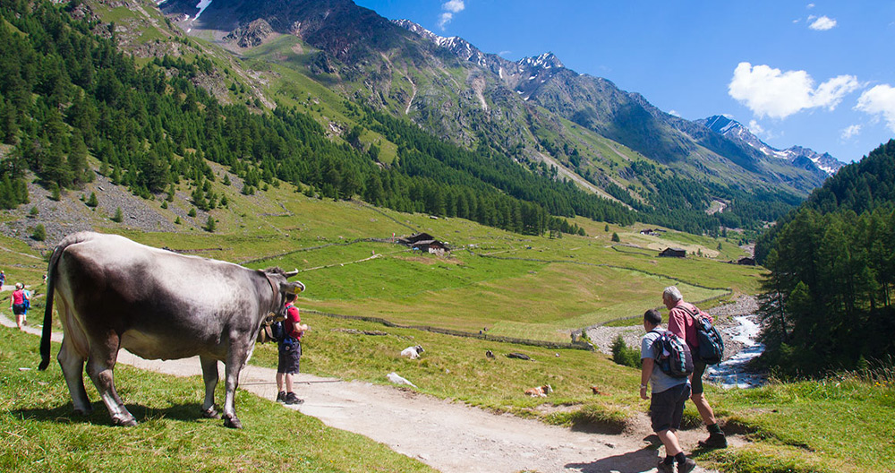 Der Meraner Höhenweg