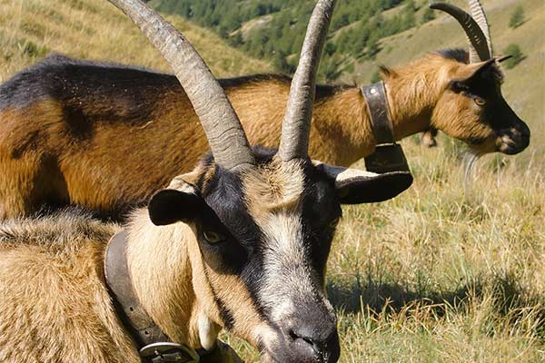 Ziegen am Montferthof