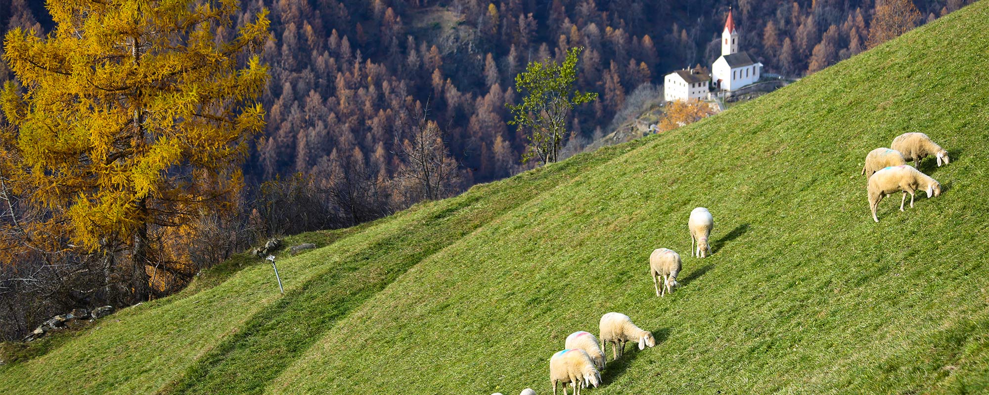 Zimmer und Preise Montferthof