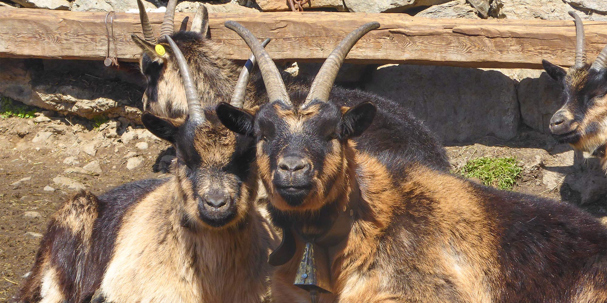 Tiere am Montferthof